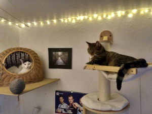 Katzen auf Catawalk, automatischer Weißabgleich