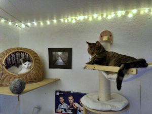 Katzen auf Catwalk - korrigierter Weißabgelich