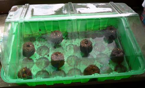 Chinese Ornamental angesäät