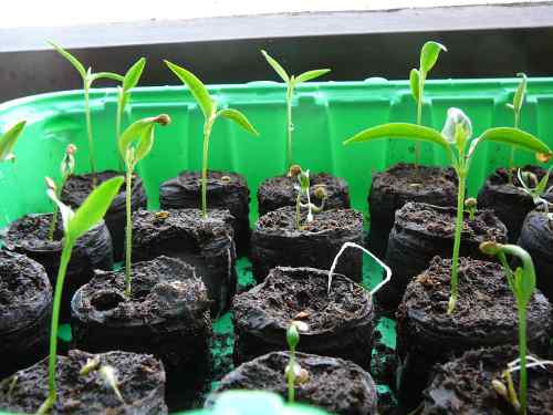 Chilis nach 4 Wochen