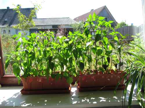 Chilipflenzen auf dem Fensterbrett