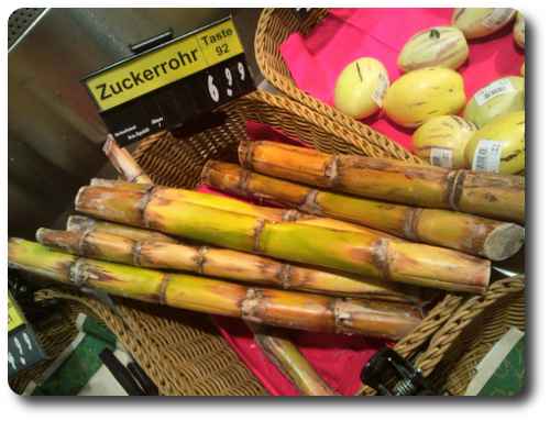Zuckerrohr