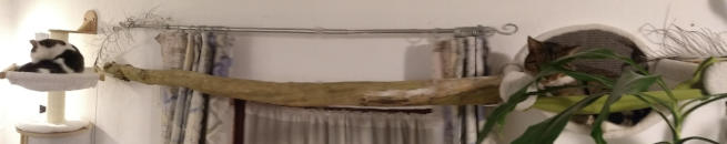 Tilly und Tuffi in den Hängematten