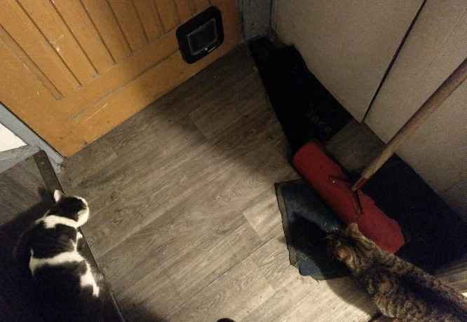 Tilly und Tuffi bewachen die Katzenklappe