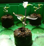 Chili Chinese Ornamental Setzlinge