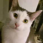 Die Gastkatze möchte raus